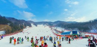Du lịch Hàn Quốc đến khu trượt tuyết Yangji Pine Ski Resort