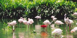 Check in sân chim Bạc Liêu - khám phá hệ sinh thái hoang dã đa dạng&nbsp;