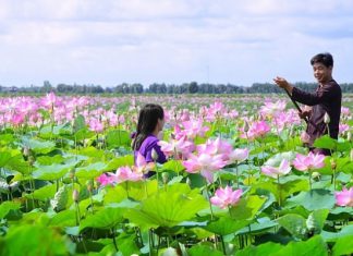 Ngẩn ngơ trước vẻ đẹp khu du lịch Đồng Sen Tháp Mười nổi tiếng Đồng Tháp Ngẩn ngơ trước vẻ đẹp khu du lịch Đồng Sen Tháp Mười nổi tiếng Đồng Tháp